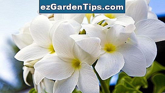 strøm medlem Clip sommerfugl Gardenia Blomster 🌱 Tips Gartnere - ezGardenTips.com