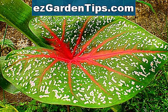 Cuidado Del Caladium Al Aire Libre Tips Jardineros Es Ezgardentips