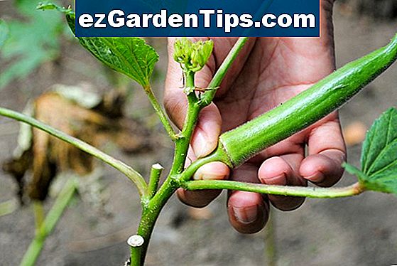 Cómo cultivar Okra de semillas Tips Jardineros Es ezGardenTips