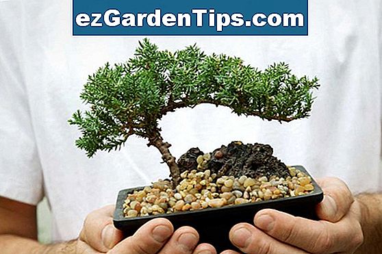 Plantas En Macetas Que Simbolizan La Buena Suerte Tips Jardineros