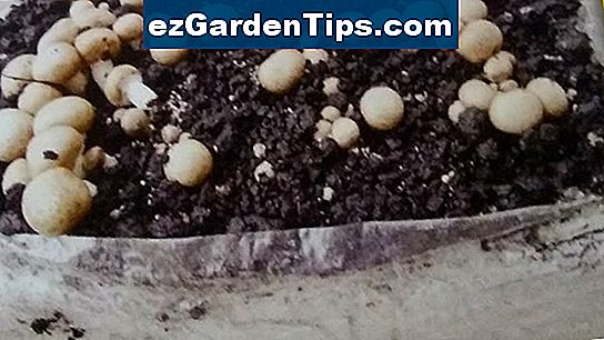 Cómo cultivar champiñones Tips Jardineros Es ezGardenTips