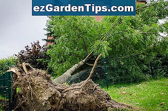 Comment faire pousser des arbres fruitiers à partir d une branche