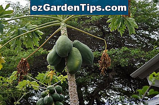 Kaip Auginti Mango Medzius Puoduose Patarimai Sodininkams Lt Ezgardentips Com