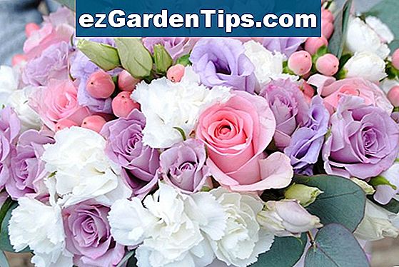 Gėlės Suderinamos Su Rozėmis Patarimai Sodininkams Lt Ezgardentips Com