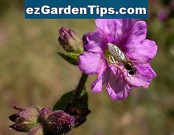 Linnaeus Augalų Klasifikacija Patarimai Sodininkams Lt Ezgardentips Com