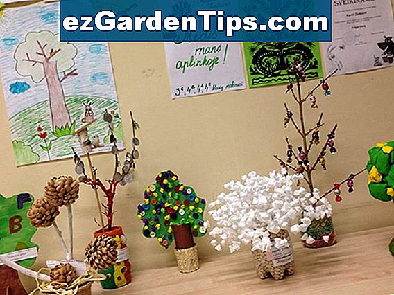 Informacija Apie Riesutų Medzius Patarimai Sodininkams Lt Ezgardentips Com