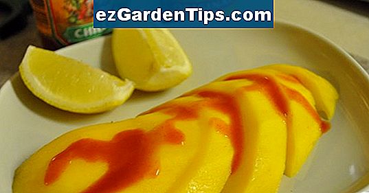 Mango Medzių Rusys Patarimai Sodininkams Lt Ezgardentips Com