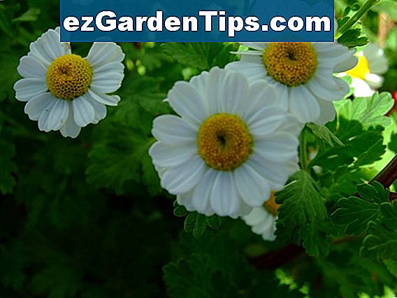 Feverfew Bees Tips Tuinders Nl Ezgardentips Com