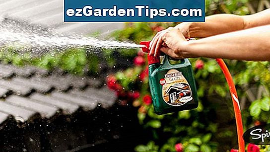 Nar Du Skal Bruke Plantevernmidler Som Brukes Til A Drepe Chinch Insekter Tips Gartnere No Ezgardentips Com