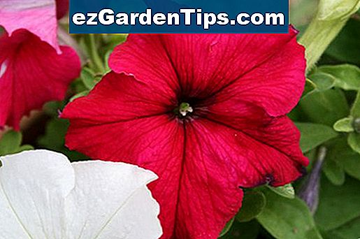 verschillende soorten bloemen en planten verschillende soorten bloemen en planten