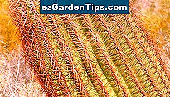 Plantas en el desierto en México Tips Jardineros Es ezGardenTips