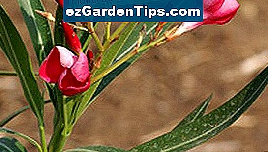 Plantes Tropicales Toxiques Conseils Jardiniers Fr EzGardenTips