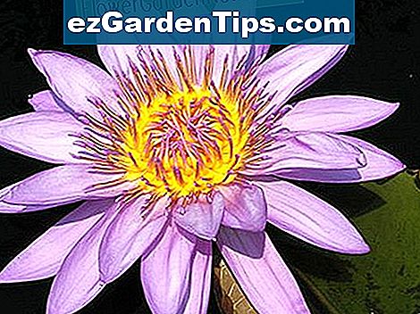 Wasser Blume Namen Tipps Gartner De Ezgardentips Com