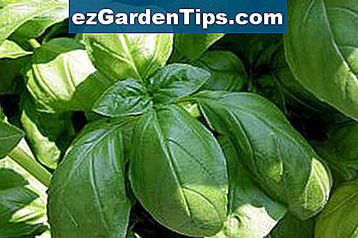 Basilicum Tips Tuinders Nl Ezgardentips Com