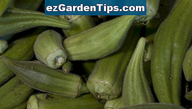 Cómo cultivar Okra de semillas Tips Jardineros Es ezGardenTips