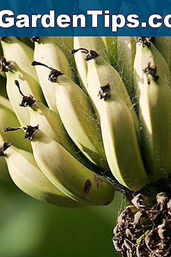 Rudos Dėmės Ant Bananų Augalų Patarimai Sodininkams Lt Ezgardentips Com