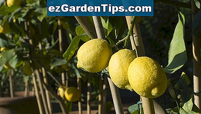 C Mo Cuidar Un Rbol Semi Enano Meyer Lemon Tips Jardineros Es