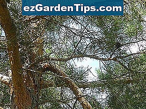 Flechten Die Auf Kiefern Wachsen Tipps Gartner De Ezgardentips Com
