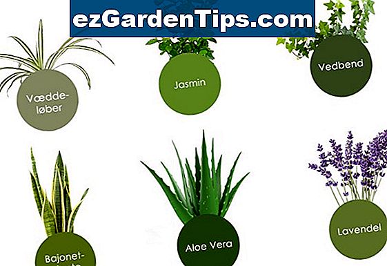 Hvordan plante Aloe Vera Planter utenfor