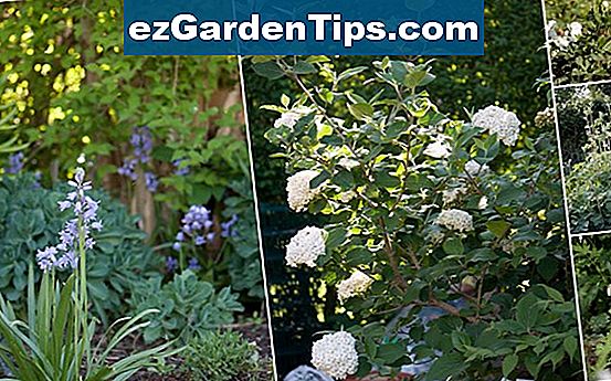 blomster-der-begynder-med-m-tips-gartnere-ezgardentips