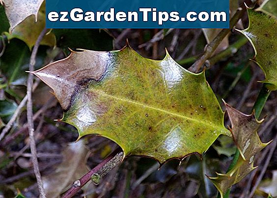 Holly Bush Leaf Disease ? Sfaturi Grădinari - Ro.ezGardenTips.com