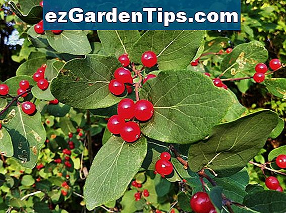 Midwest Native Berry Plants