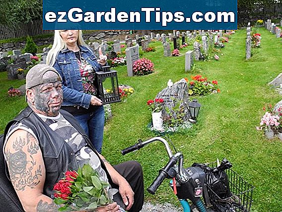 Plantning Tips til roser