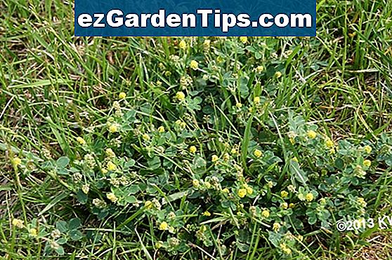 Common Michigan Lawn Weeds 🌱 Tips Jardineros - Es.ezGardenTips.com