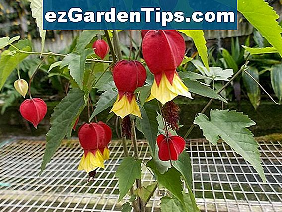 Abutilon Care 🌱 Tips Jardineros - Es.ezGardenTips.com