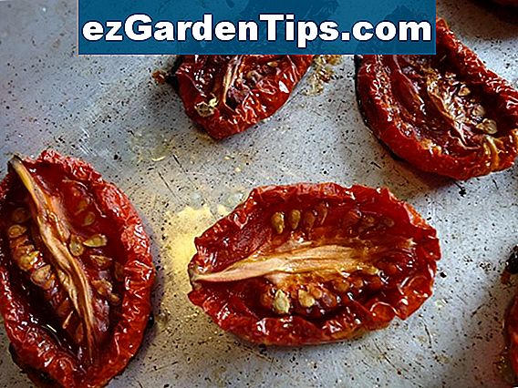 Hvordan man opretholder frø fra tomater
