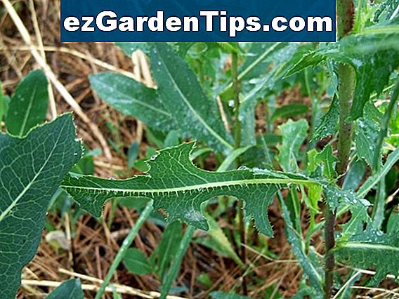Prickly Lettuce Weed