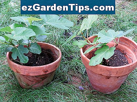 Fig Tree Cloning Tips