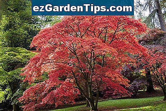 Sådan Plantes en Armstrong Red Maple Tree