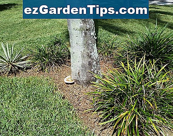 Queen Palm Tree Diseases 🌱 Tips Tuinders - Nl.ezGardenTips.com