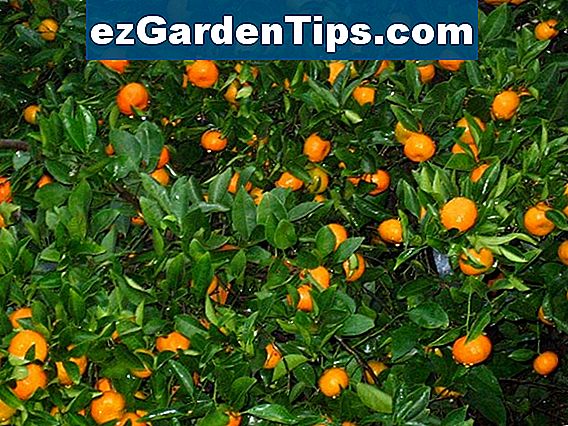 Tangerine Tree Care