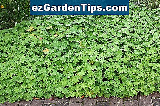 Niedrig wachsende immergrüne Sträucher 🌱 Tipps Gärtner De