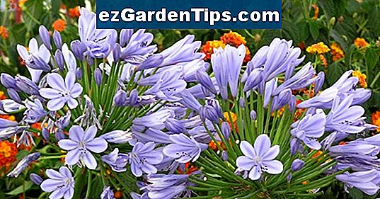 Krankheiten von Agapanthus 🌱 Tipps Gärtner