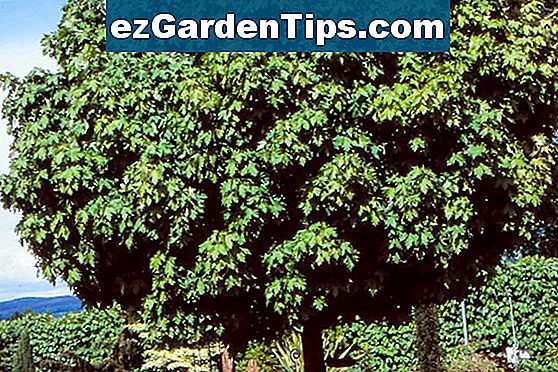 Krankheiten der kompakten englischen LorbeerSträuche 🌱 Tipps Gärtner
