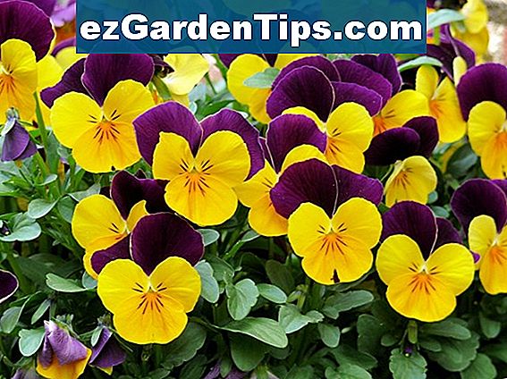 Wie für Jährliche Viola Blumen Pflege