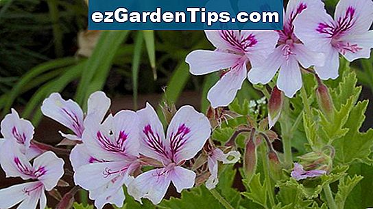 Mehrjährige Blumen, die den ganzen Sommer blühen 🌱 Tipps Gärtner De