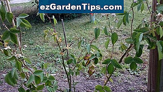 Pflanzen für die Ostseite des Hauses 🌱 Tipps Gärtner