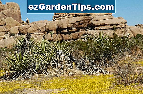 Pflanzen der Mojave-Wüste