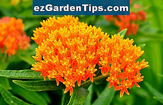 Arten von Orange jährliche Blumen 🌱 Tipps Gärtner