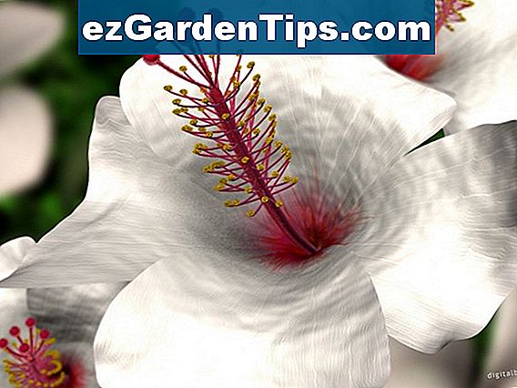 Weiße Hibiskus-Blume