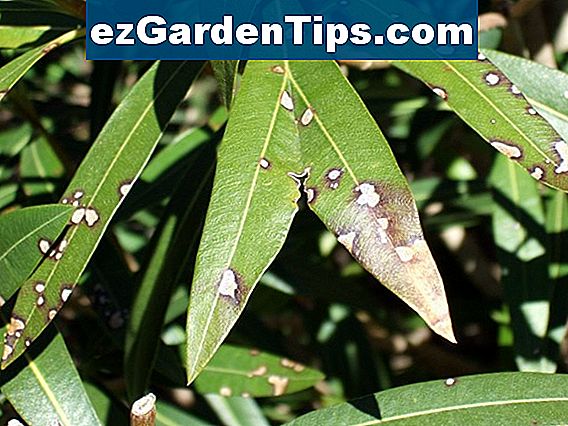Gelbe Blätter auf einer HibiscusPflanze 🌱 Tipps Gärtner De