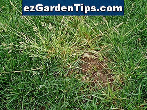 Wie man RasenUnkräuter im mittleren Westen identifiziert 🌱 Tipps