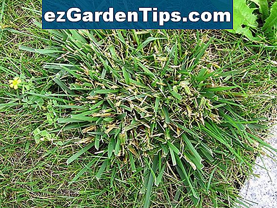 Grasarten für Golfplätze 🌱 Tipps Gärtner