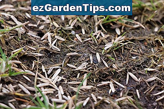 Wie Grassamen in Schmutz zu pflanzen