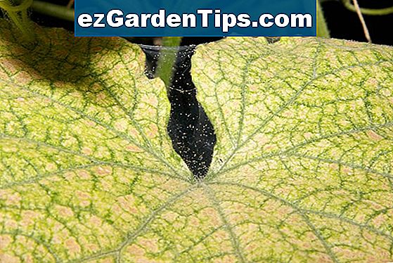 Schwarze Flecken auf den Blättern einer Orchidee 🌱 Tipps Gärtner De