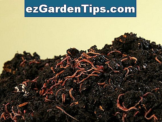 Verschiedene Arten von Blumenerde 🌱 Tipps Gärtner